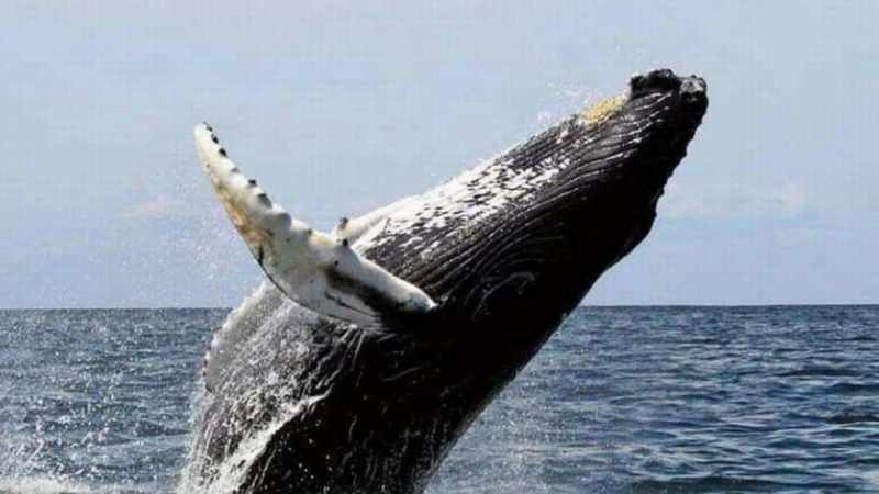 ballenas