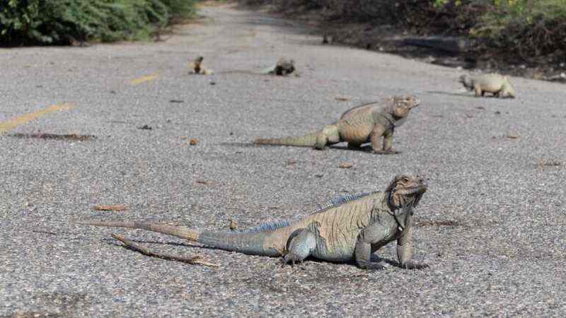 iguana