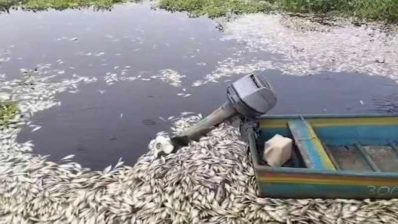 peces
