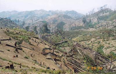 deforestacion