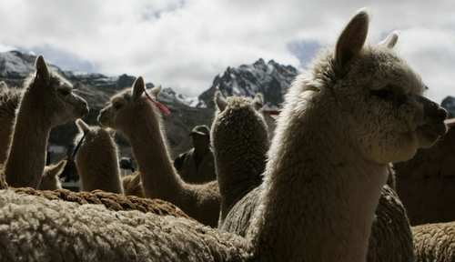 alpacas