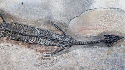 luopingosaurus