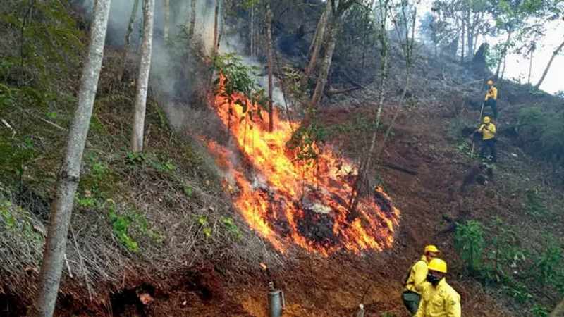 fuego forestal