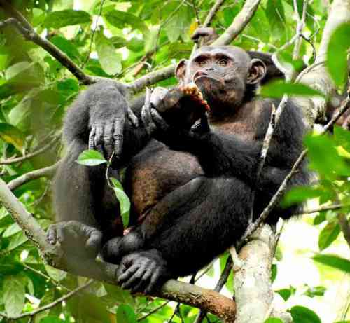 chimpancés comen tortugas