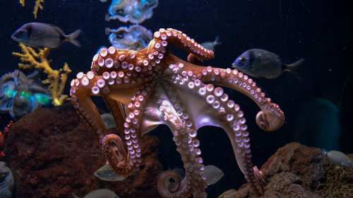 pulpo