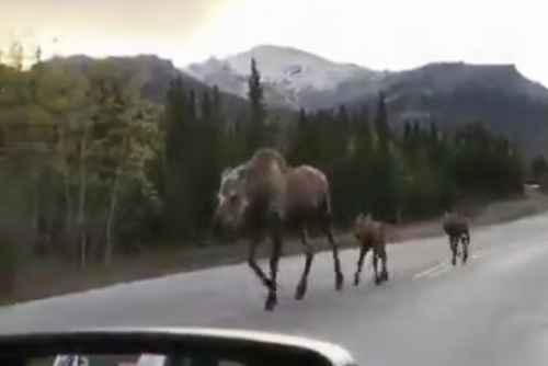 animales Una madre con sus hijos alces