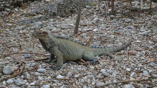 iguana rinoceronte