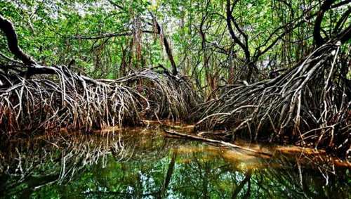 manglar