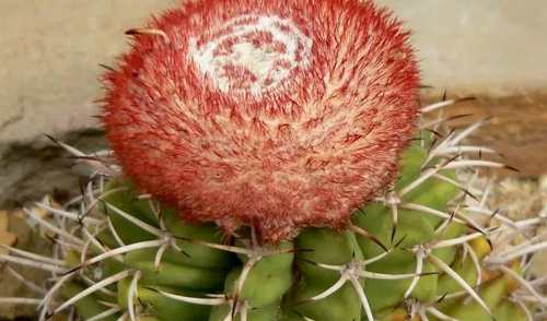 melocactus