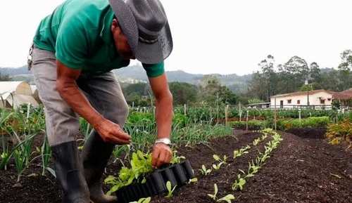 pesticidas