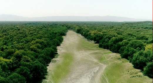 bosques deforestacion