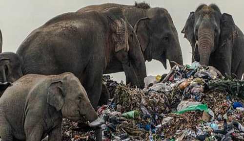 elefantes comiendo basura