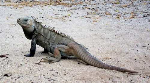 iguana ricord