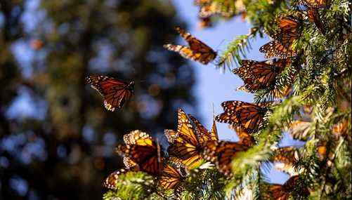 mariposas