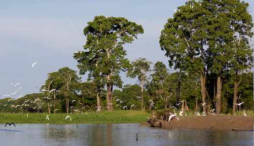 sonido naturaleza