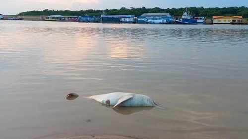 delfin rosado