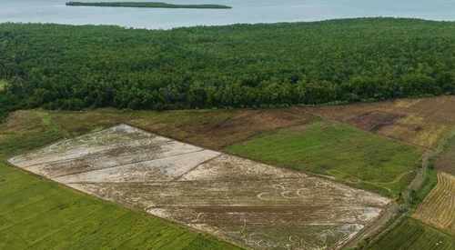 manglar la gina