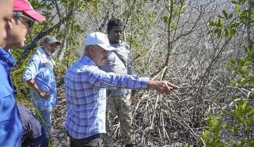 manglar samana