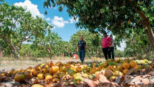 mangos