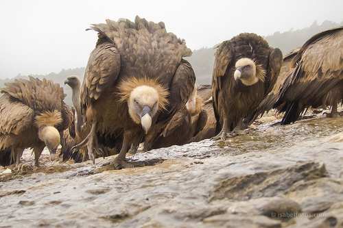 buitres sobre PLD de SDE