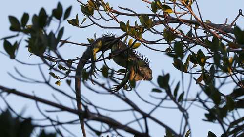 iguanas florida