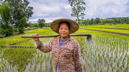 arroz tailandia